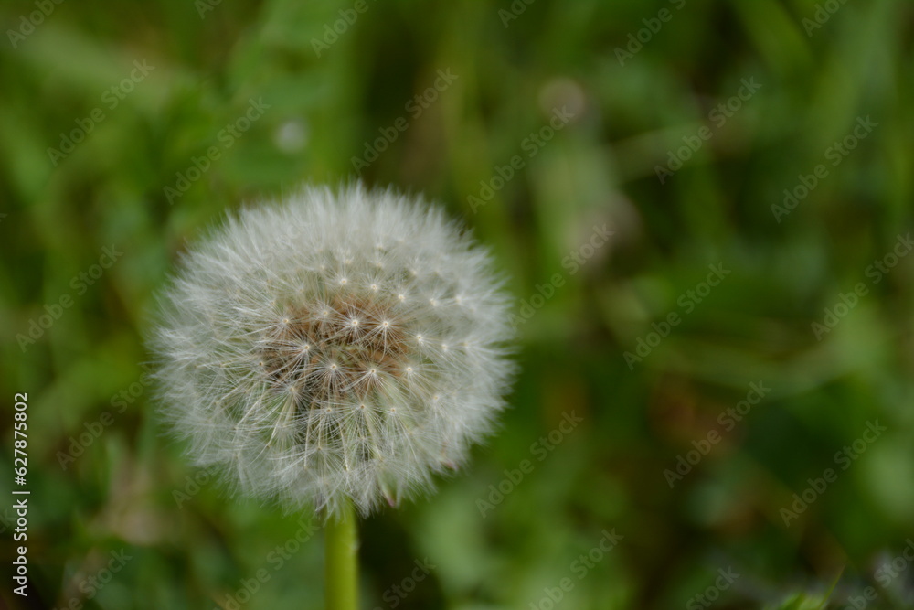 Fototapeta premium 綿帽子