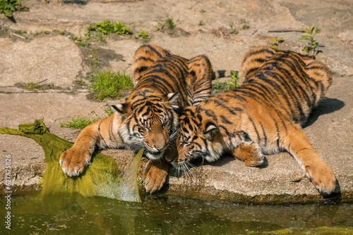 two tiger cubs playing on the bank of a stream