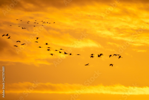Fliegende Kraniche zum Sonnenaufgang am Bodden vor Zingst an der Ostsee.