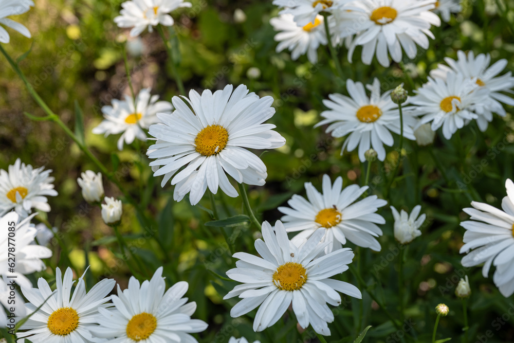 White daisy flowers outdoors in nature. White daisy flowers outdoors in nature.