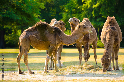 several camels eat grass at sunset. pack animals