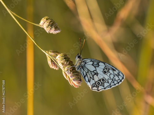 motyl na trawie i kwiatach szachownica macro photo