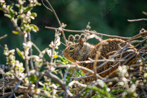 Fox Squirrel at Don Edwards © Aakarsh