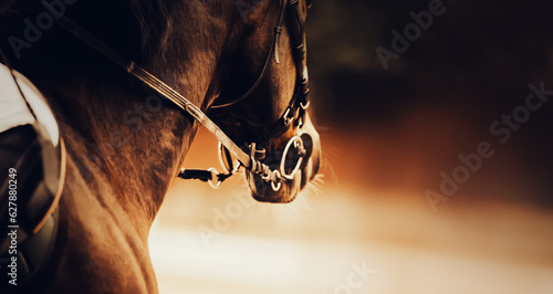 Fotografie, Obraz A horse with a rider in the saddle and a bridle on its muzzle