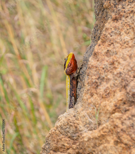 Closeup shot of a peninsular rock agama climbing a Rock.