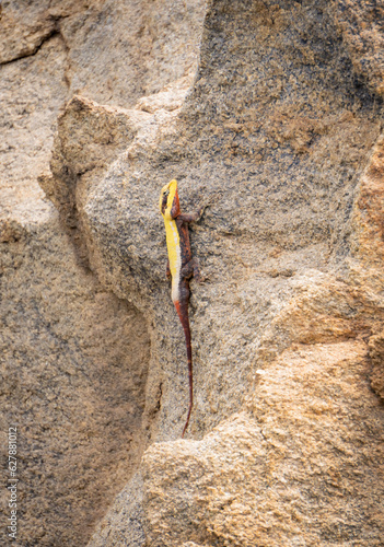 Side view of a full-sized majestic peninsular rock agama climbing a Rock.