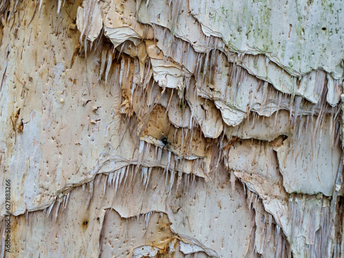 Wallpaper Mural Closeup view of the textured bark of a Melaleuca tree, commonly known as a paper bark tree, native to Australia.  Torontodigital.ca