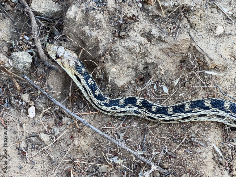 Fototapeta premium Pacific Gopher Snake moving through under brush at Santa Susana Pass State Historic Park in Southern California.