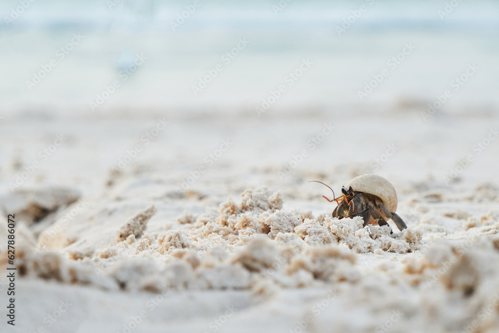a small hermit crab walking slowly along the beach in the afternoon seaside with blurred blue sea in background a small hermit crab walking slowly along the beach in the afternoon seaside with blurred blue sea in background
