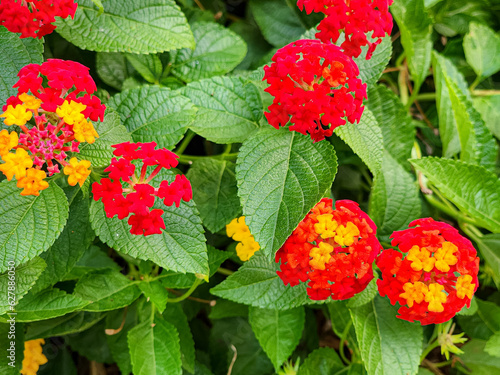west indian lantana plants in the garden photo