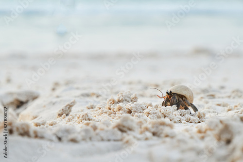 a small hermit crab walking slowly along the beach in the afternoon seaside with blurred blue sea in background