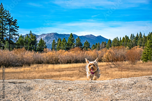 Small Yorkshire Terrier Dog Pet Climbing on Rock in Fall Meadow in South Lake Tahoe, CA photo