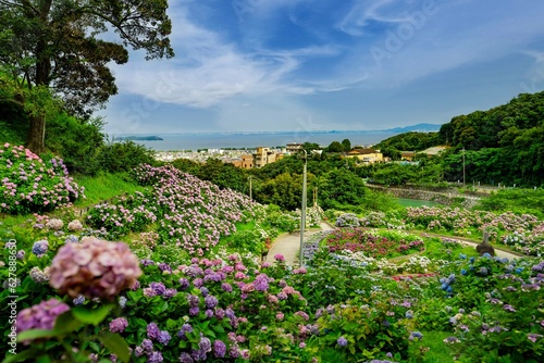 愛知県蒲郡市　アジサイの咲き誇る風景