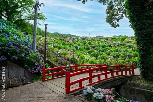 愛知県蒲郡市　アジサイの咲き誇る風景