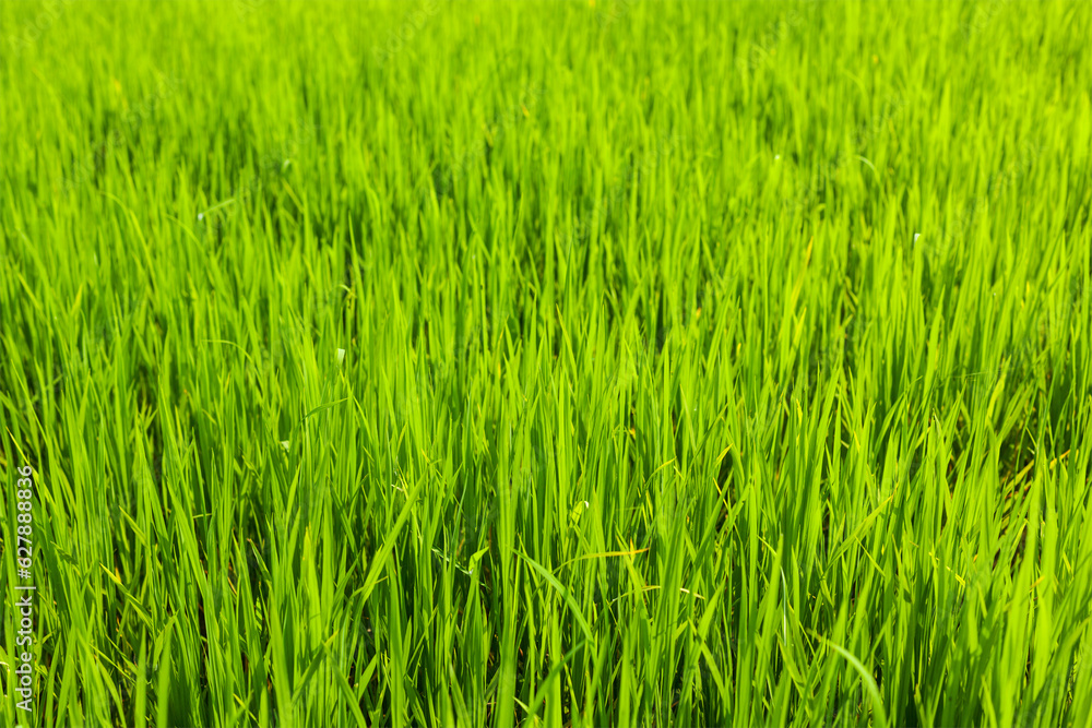 Rice close up, India