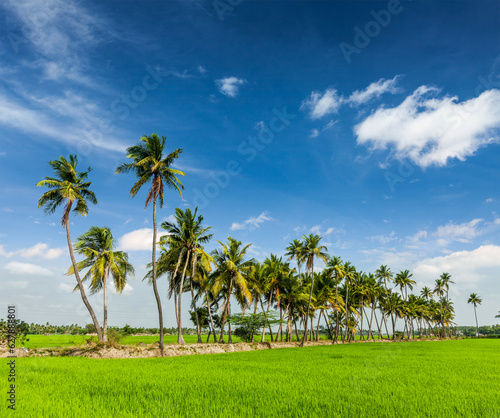 Rice close up, India