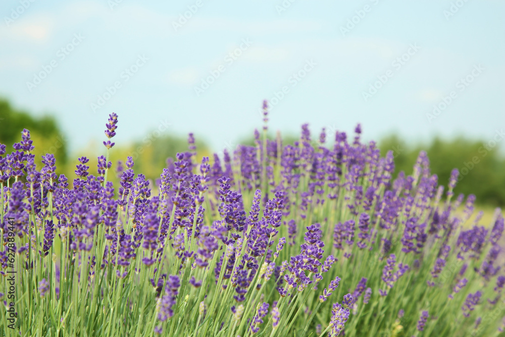 Naklejka premium Beautiful blooming lavender growing in field. Space for text
