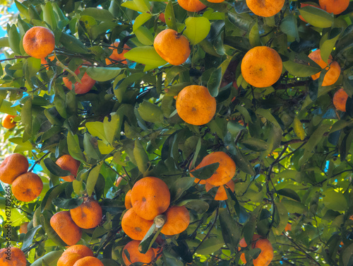 Arboles de mandarina  photo