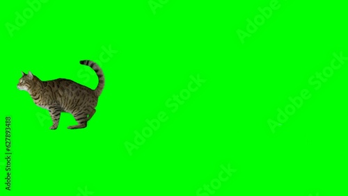 Bengal cat jumps from one platform to another and jumps down on green screen isolated with chroma key.
