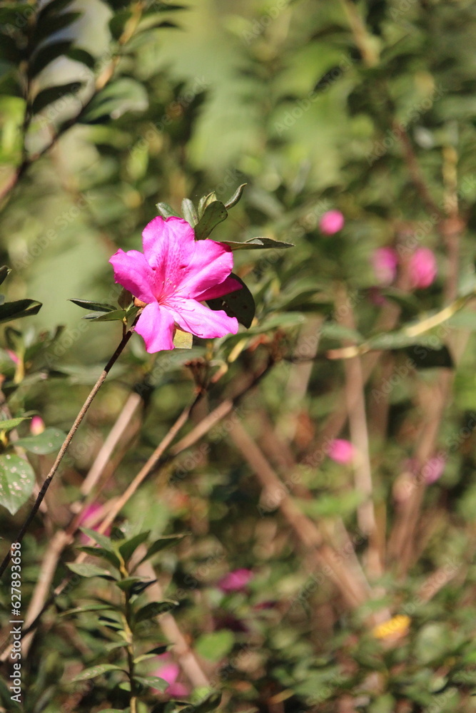 Fototapeta premium Pink flower with blured background