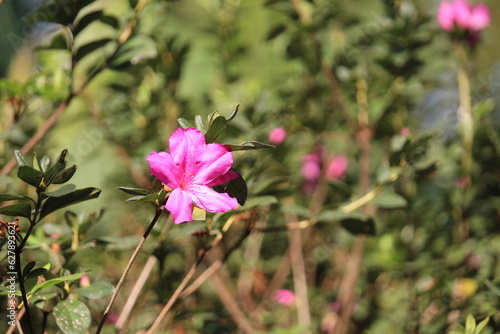 Pink flower with blured background