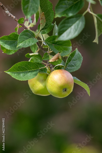 A macro of a wild unripe red apple still on a vine.  It's in a tree surrounded by large green and yellow leaves.  There's bokeh lighting breaking through the leaves in the background. 