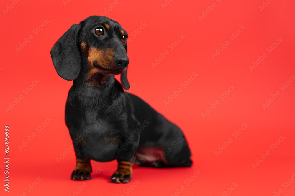 Small dachshund dog sits half-turned on red background obediently, looks devotedly. Raising healthy puppy development, vaccinations, veterinary checkup. Pet in training carefully follows commands