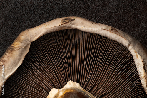 Portabella mushroom macro  photo