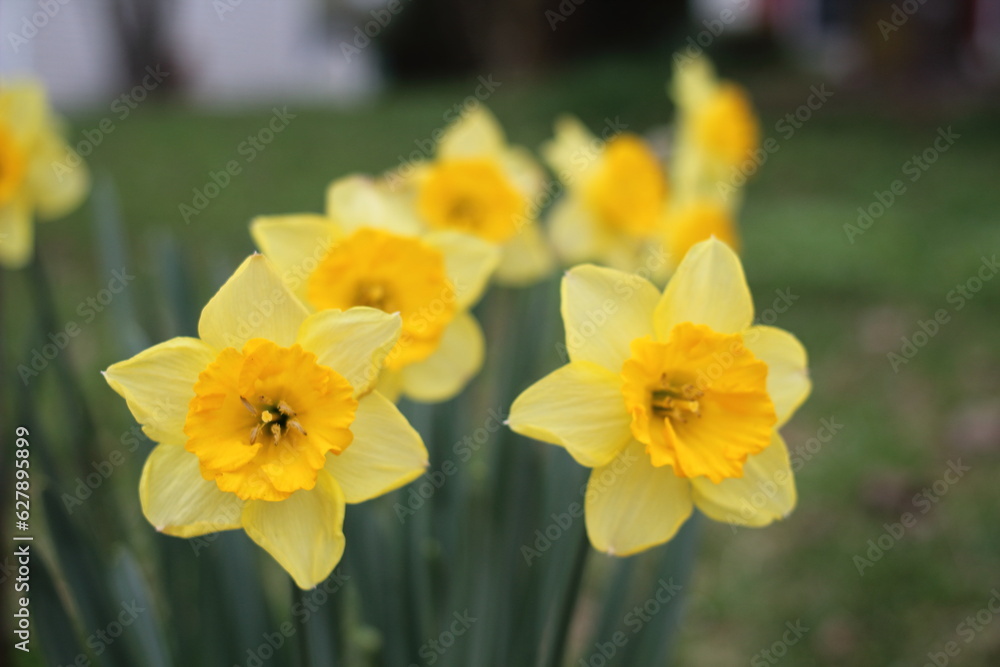 Daffodil Yellow Flowers Clustered in Garden Daffodil Yellow Flowers Clustered in Garden