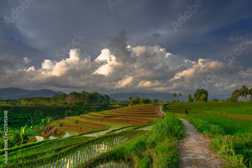 Fototapeta Naklejka Na Ścianę i Meble -  Beautiful morning view indonesia Panorama Landscape paddy fields with beauty color and sky natural light