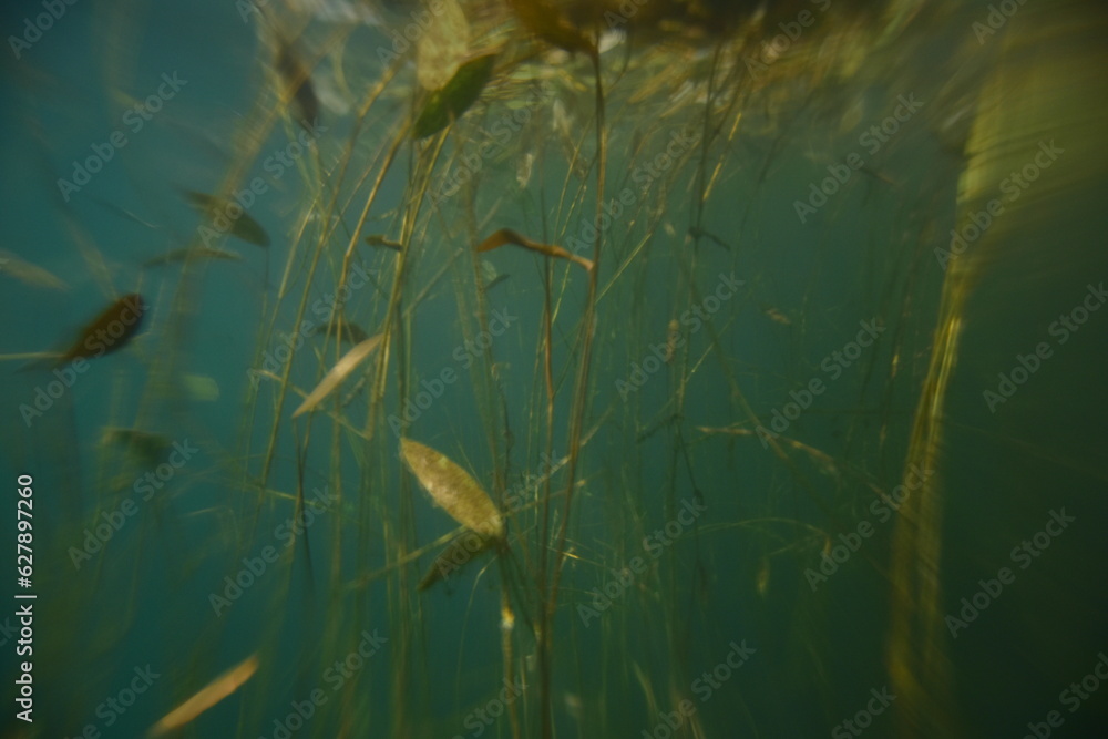 Fototapeta premium reeds in the lake