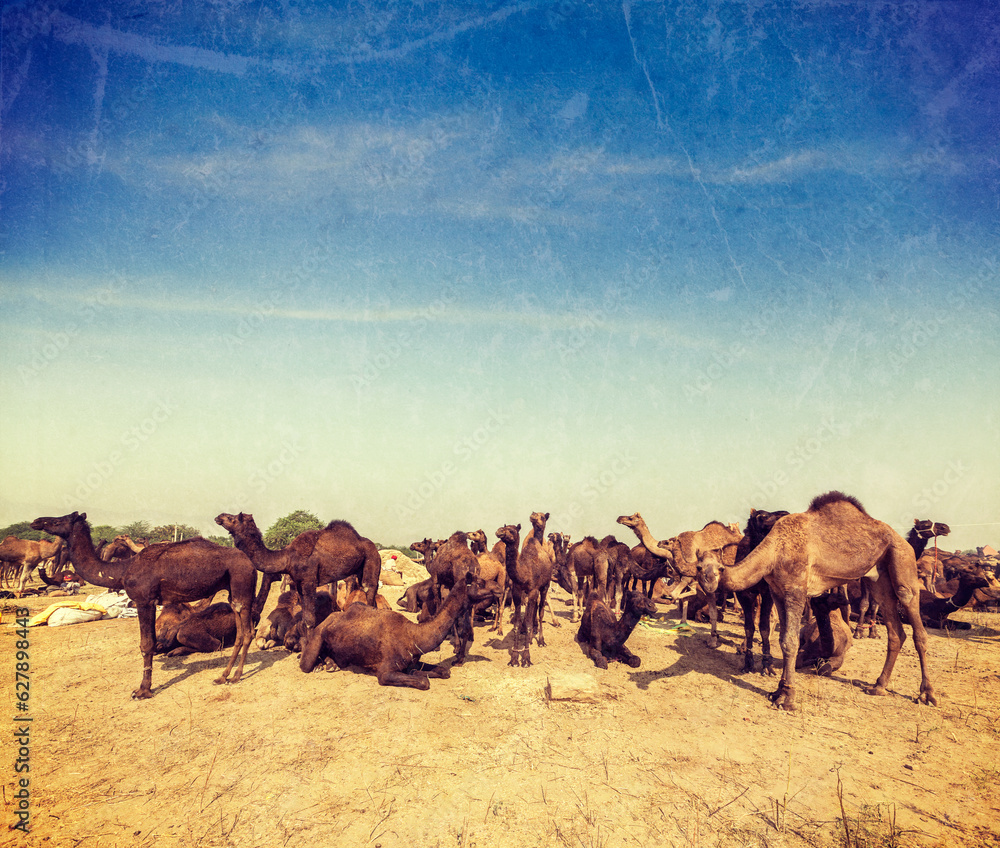 Fototapeta premium Camels at Pushkar Mela Pushkar Camel Fair , India