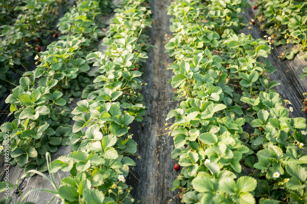 strawberries on the vine