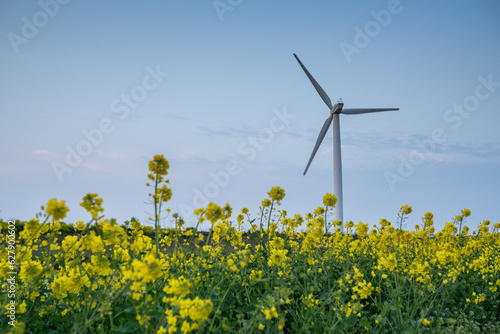 wind turbines in the field