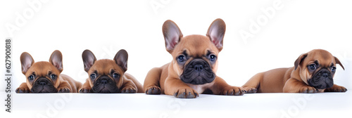 Adorable French Bulldog puppy, group of puppies, Isolated on white background