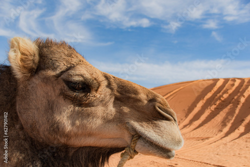 camel in the desert