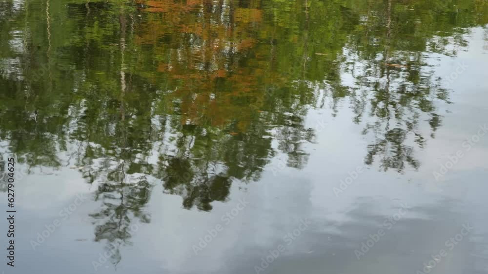 Looking at reflection in the water of cypress and tupelo trees Looking at reflection in the water of cypress and tupelo trees