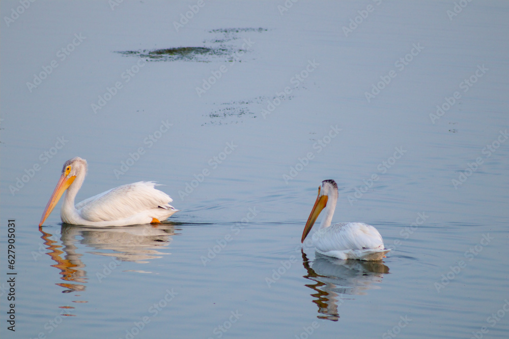 Great white pelicans in Lake Neenah, Wisconsin United States