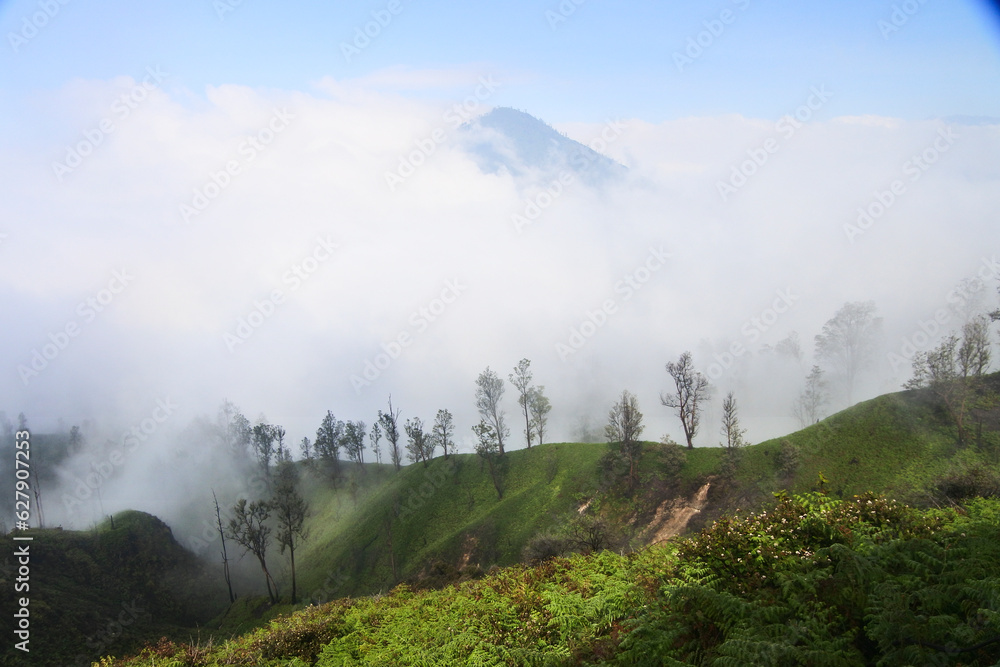 Trees in the valley of Mount Ijen.