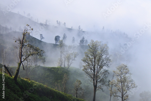 Trees in the valley of Mount Ijen.