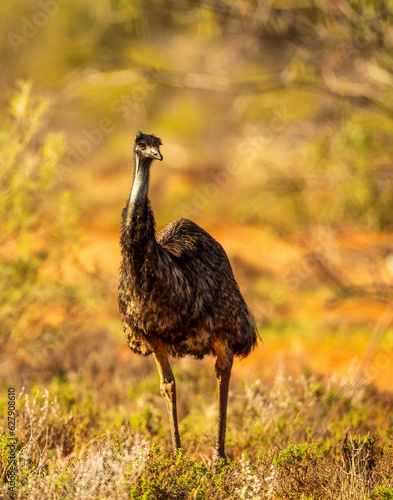 The Emu (Dromaius novaehollandiae) is the largest bird on the Australian continent reaching up to 6ft in height and capable of achieving speeds of 30 miles per hour photo