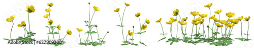 Set of Ranunculus repens plant or Creeping buttercup flowers with isolated on transparent background. PNG file, 3D rendering illustration, Clip art and cut out