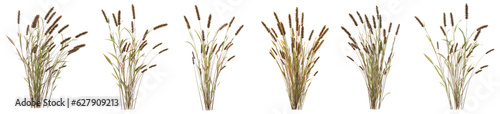 Set of tail grass with isolated on transparent background. PNG file, 3D rendering illustration, Clip art and cut out