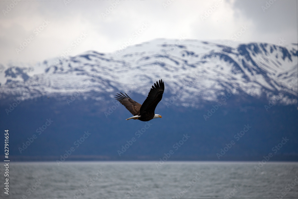 American bald eagle with outstretched wings against coastal mountains near Homer Alaska United States
