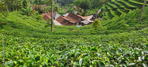 Canvas Print green tea plantation in Indonesia