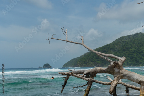 tree on the beach © cafera13