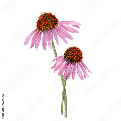 watercolor drawing purple coneflower flower, Echinacea purpurea, hand drawn illustration,floral design element