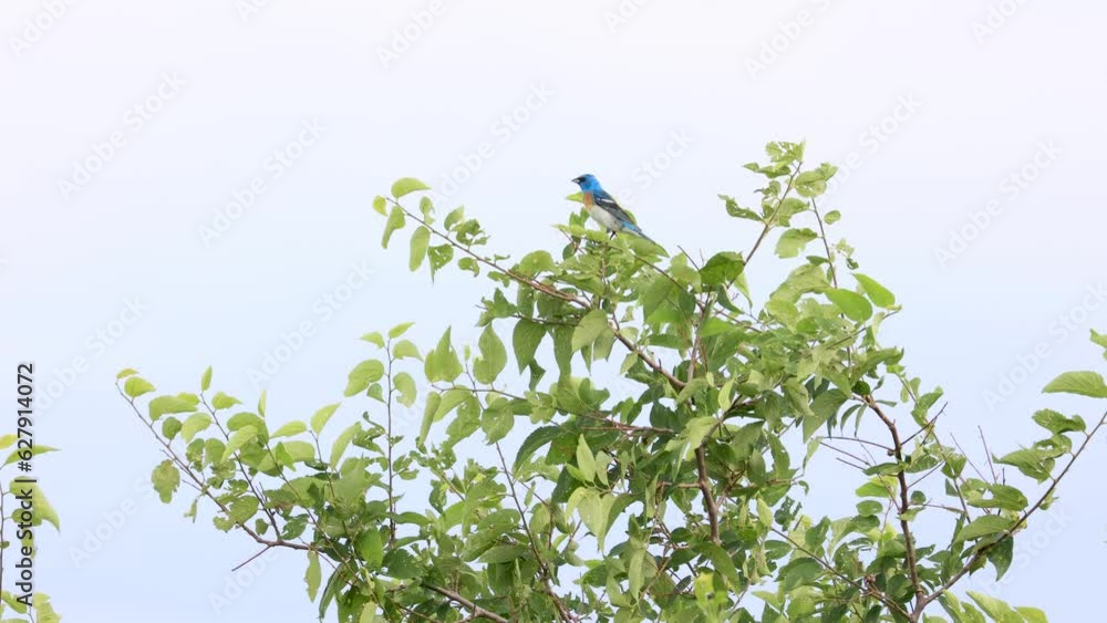 Eastern Bluebird in Boulder Colorado, Wildlife of Boulder Colorado, Bluebird on a Tree Eastern Bluebird in Boulder Colorado, Wildlife of Boulder Colorado, Bluebird on a Tree