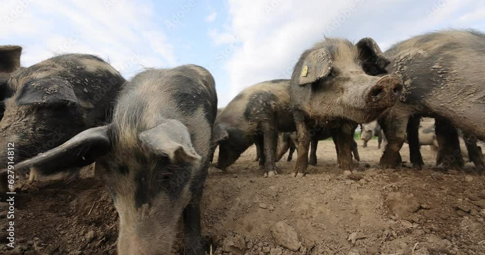 Group of pig and sows on dirty countryside field during sunny day with clouds at sky - low angle trucking shot Group of pig and sows on dirty countryside field during sunny day with clouds at sky - low angle trucking shot