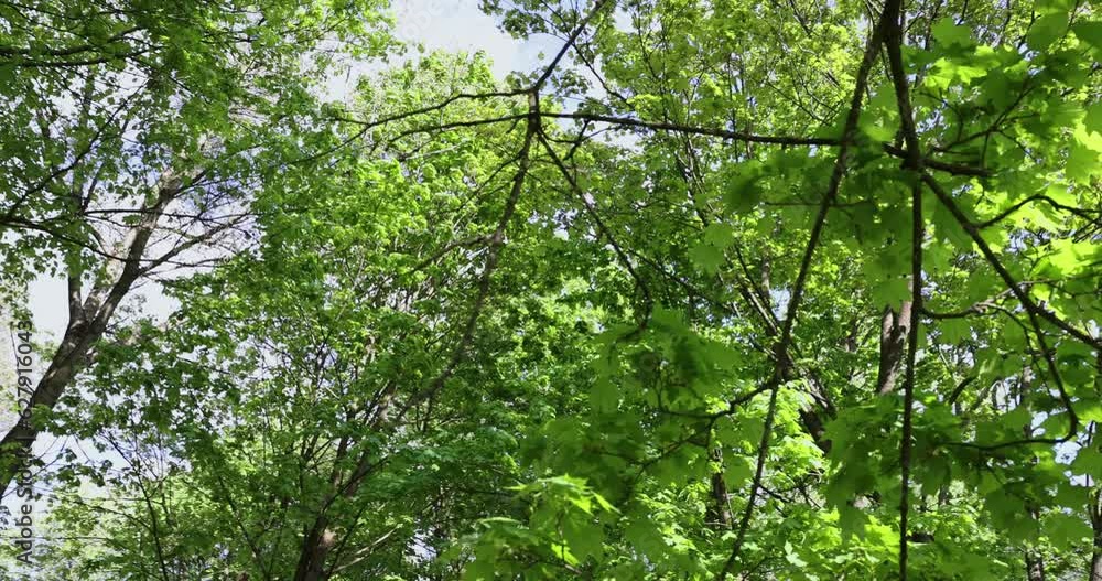 green foliage of maple trees in the spring season, deciduous maple trees with the first spring foliage of green color green foliage of maple trees in the spring season, deciduous maple trees with the first spring foliage of green color